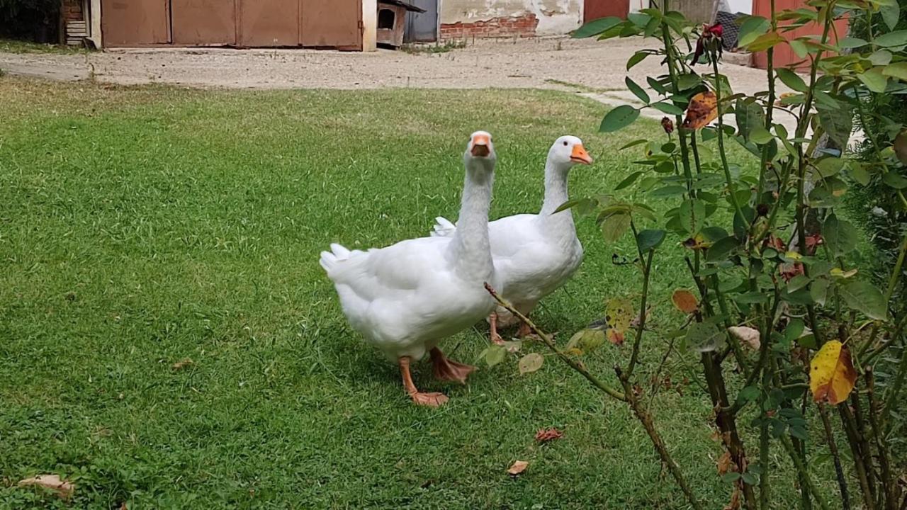 La Valle Incantata Villanova d'Asti Εξωτερικό φωτογραφία